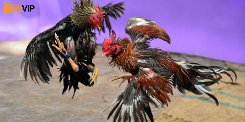 Cảm giác chân thật khi xem đá gà