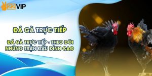 Đá Gà Trực Tiếp - Theo Dõi Những Trận Đấu Đỉnh Cao 2026